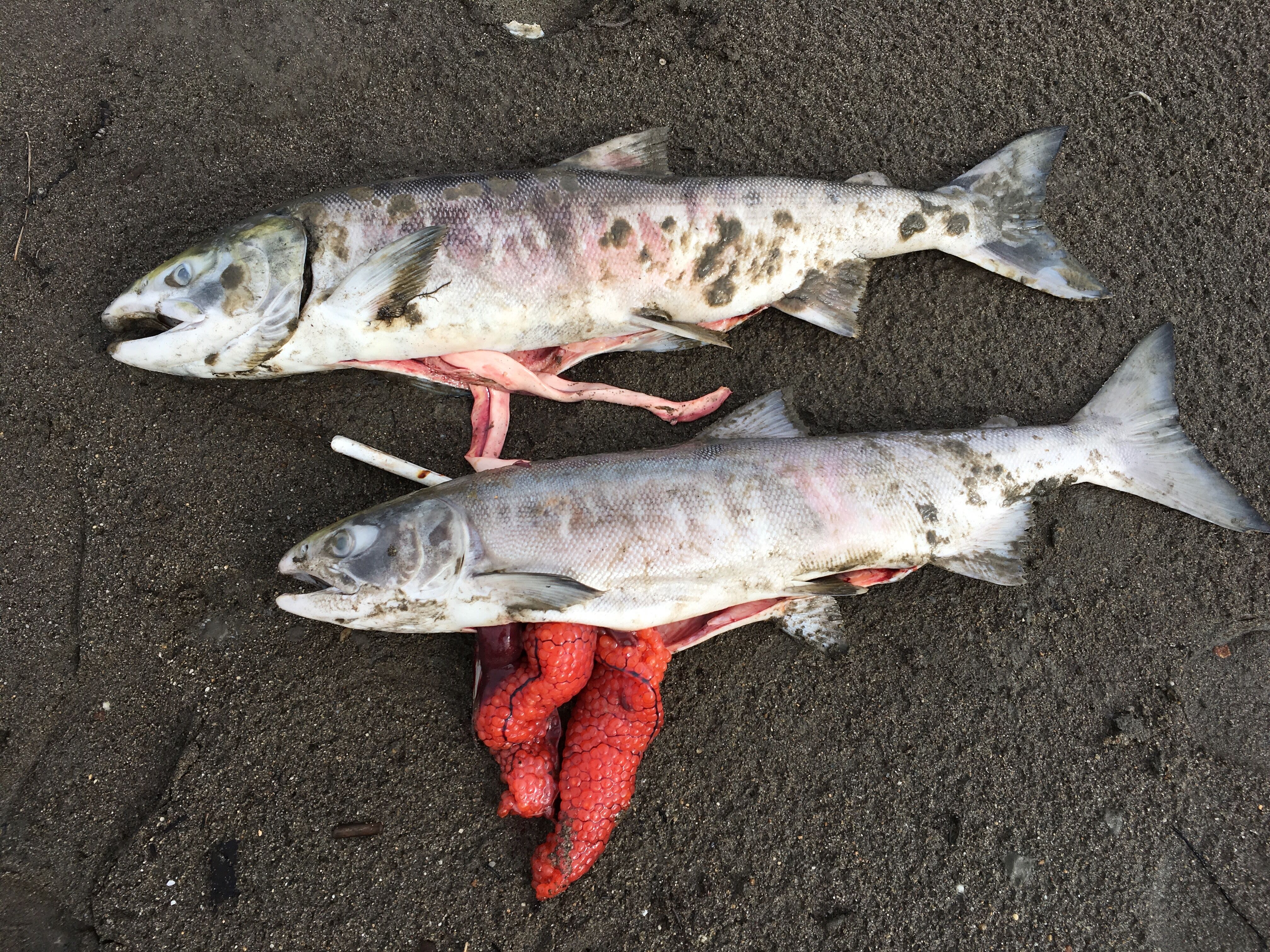 The water is so hot in Alaska it's killing large numbers of salmon