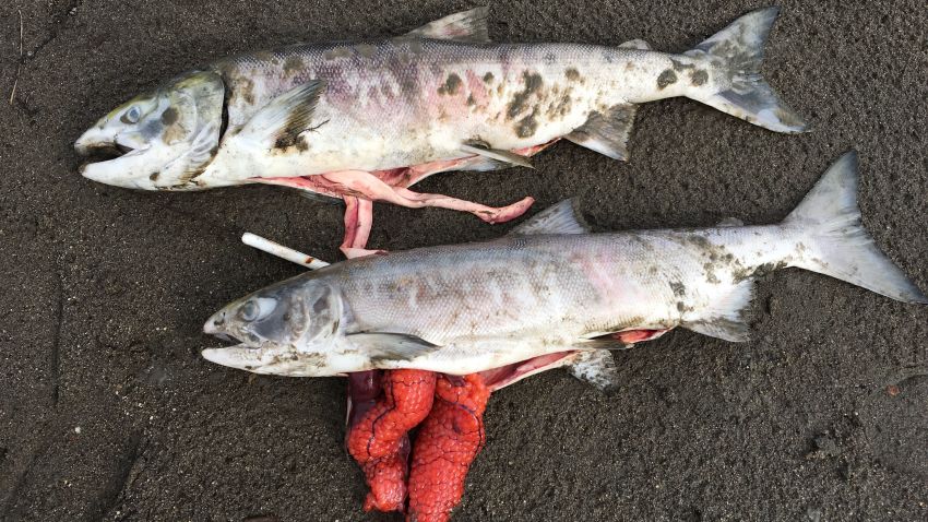03 alaska salmon heat deaths