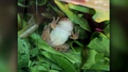 frog found in organic lettuce pkg vpx _00000000