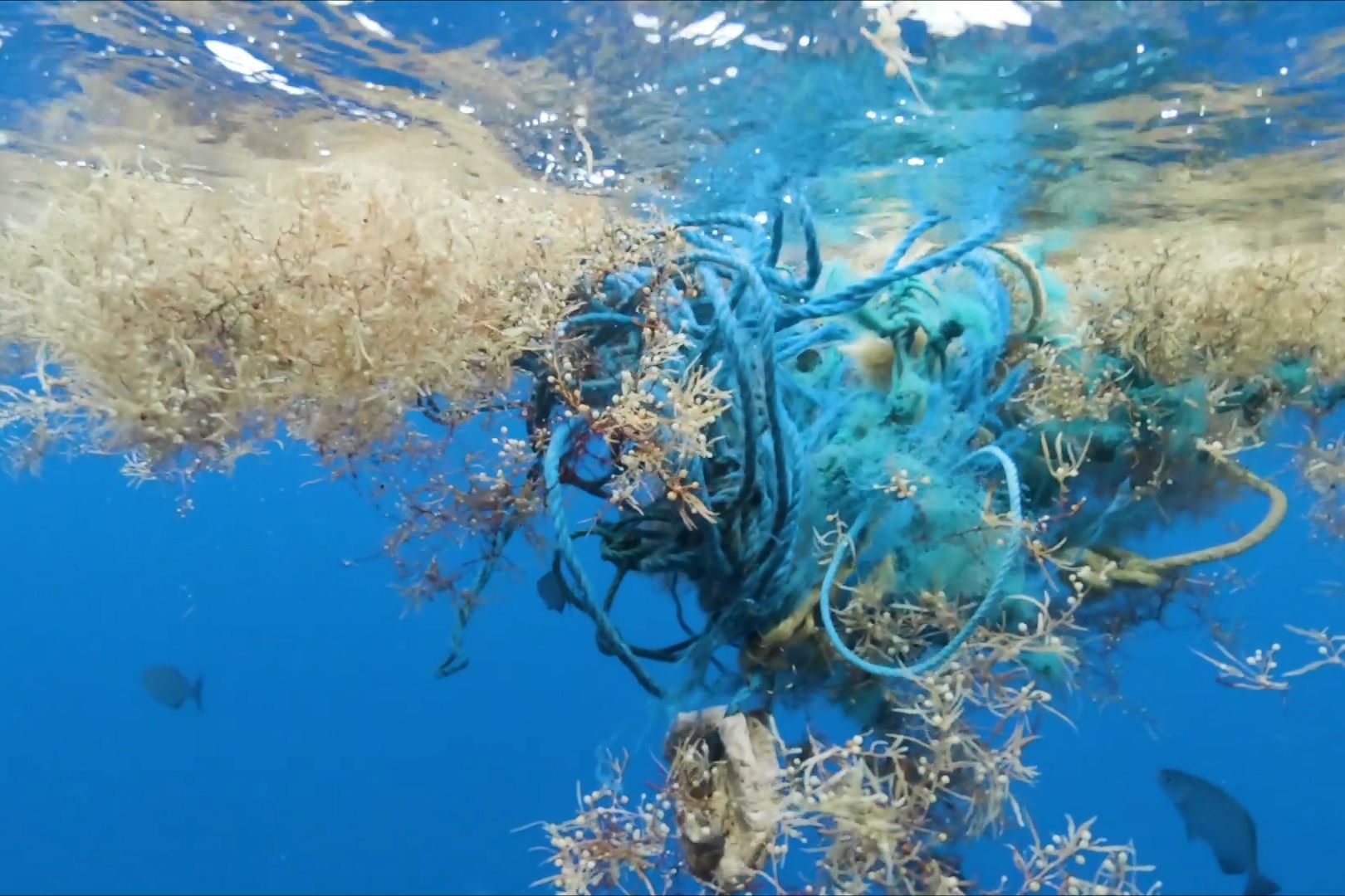 Microplastics found in the Sargasso Sea | CNN