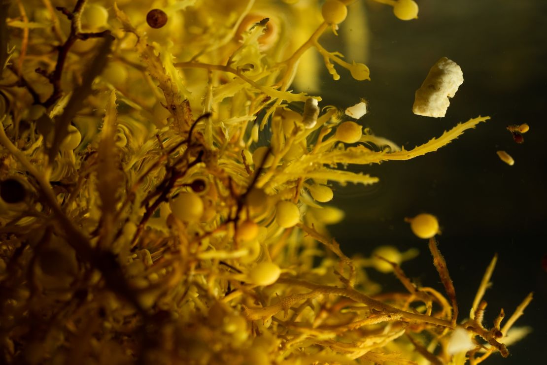 A close up shot of small pieces of plastic among the Sargassum. Plastics become broken down until they're so small they're consumed by wildlife and enter the food chain.