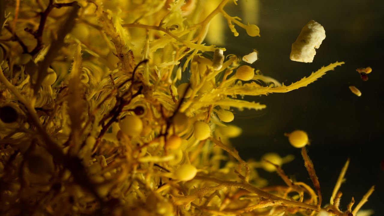 A close up shot of small pieces of plastic among the Sargassum. Plastics become broken down until they're so small they're consumed by wildlife and enter the food chain.