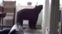 Bear raids fridge in California home