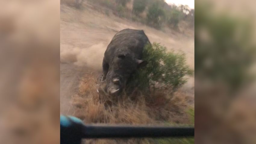 rhino charging LatestSightings.com