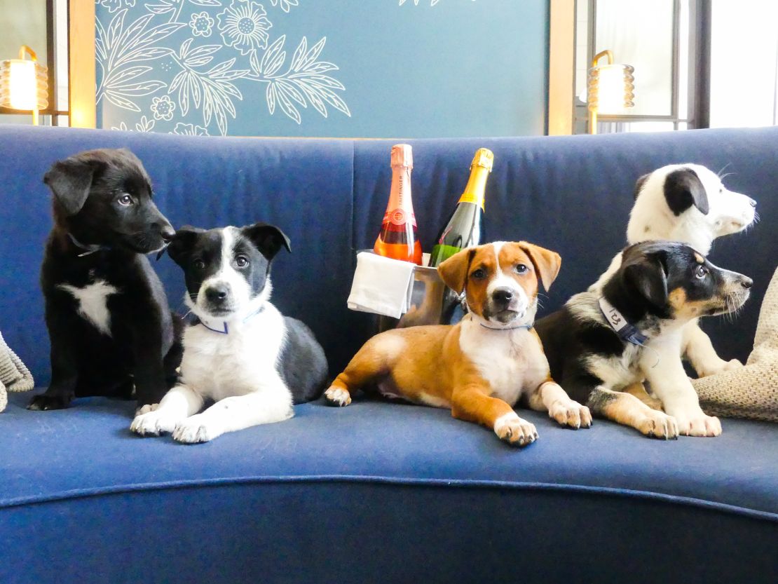 Heckin' Cold: Indoor Dog Activities for Denver Pups