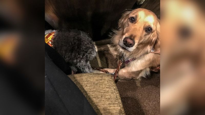 can a service dog live with another dog
