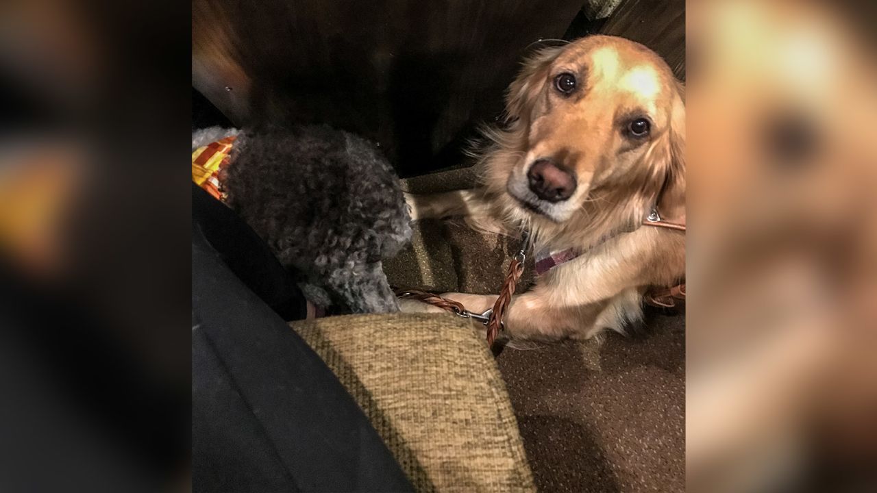 The dogs remained calm throughout the performance, mostly 
nestled between seats.