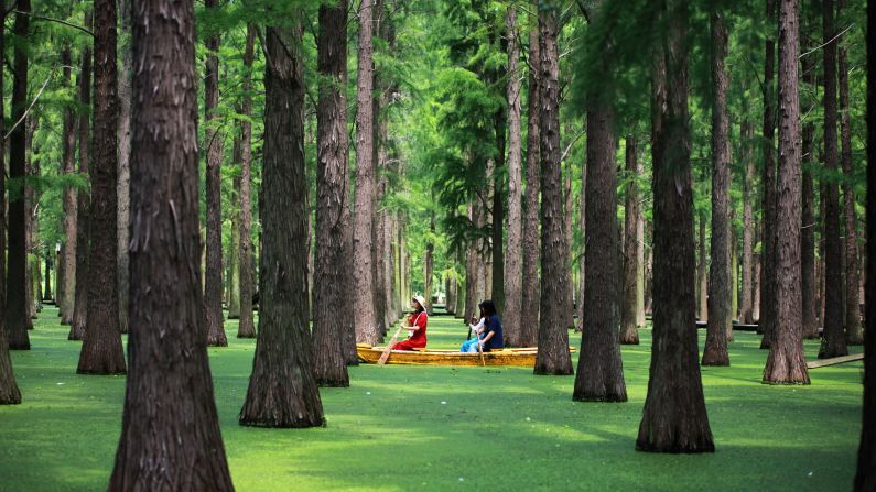 <strong>Yangzhou, China: </strong>Tourists sail past redwood trees in Yangzhou's Water Forest in eastern China's Jiangsu province.