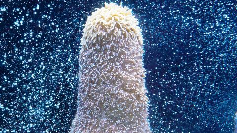 Pillar coral in the Flordia Aquarium greenhouse in Tampa, Florida.