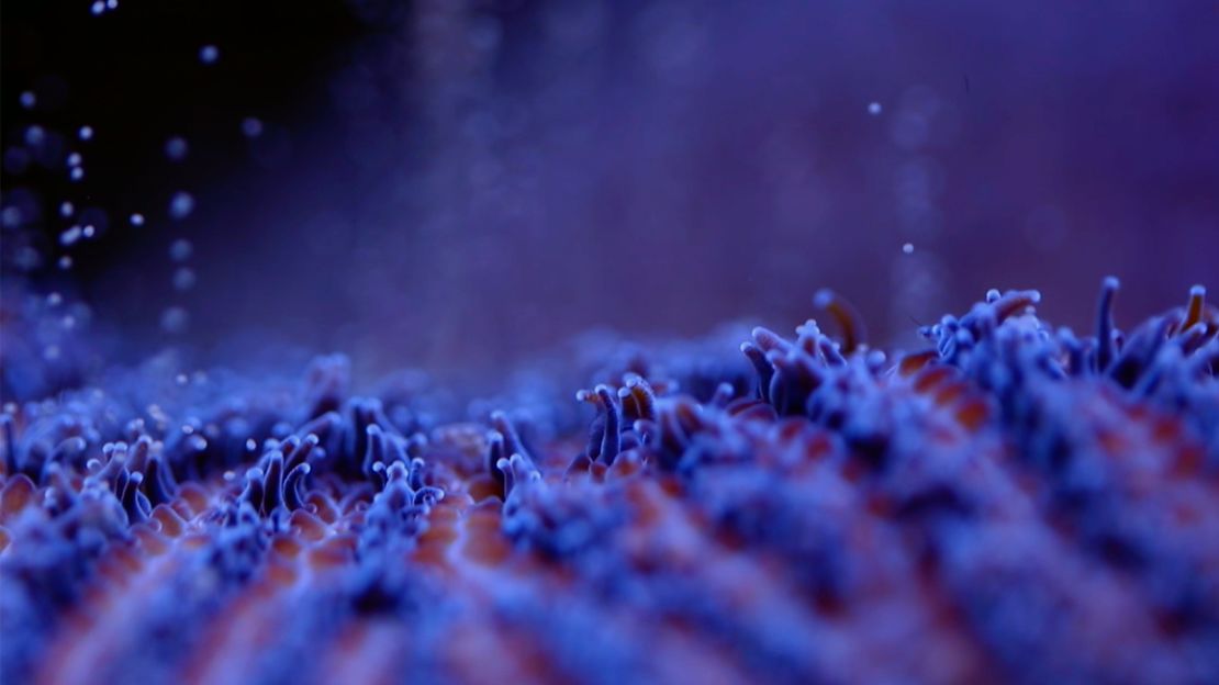 Close-up of the pillar coral.
