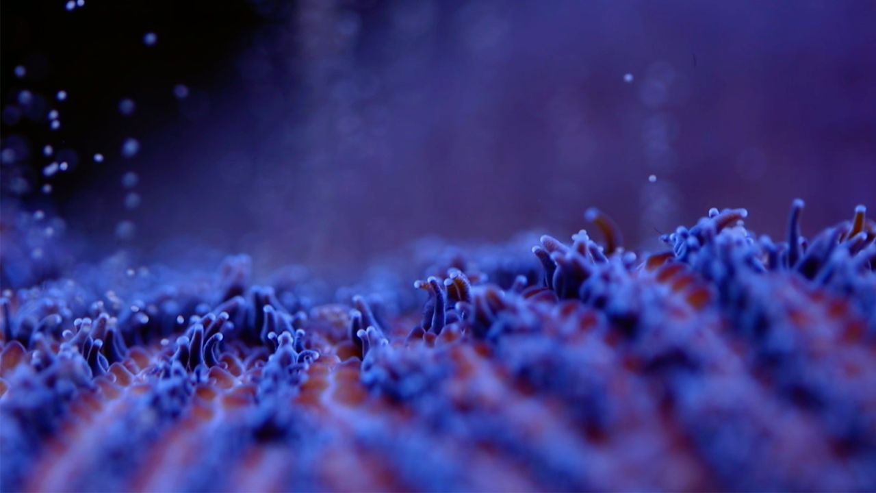 Close-up of the pillar coral. 