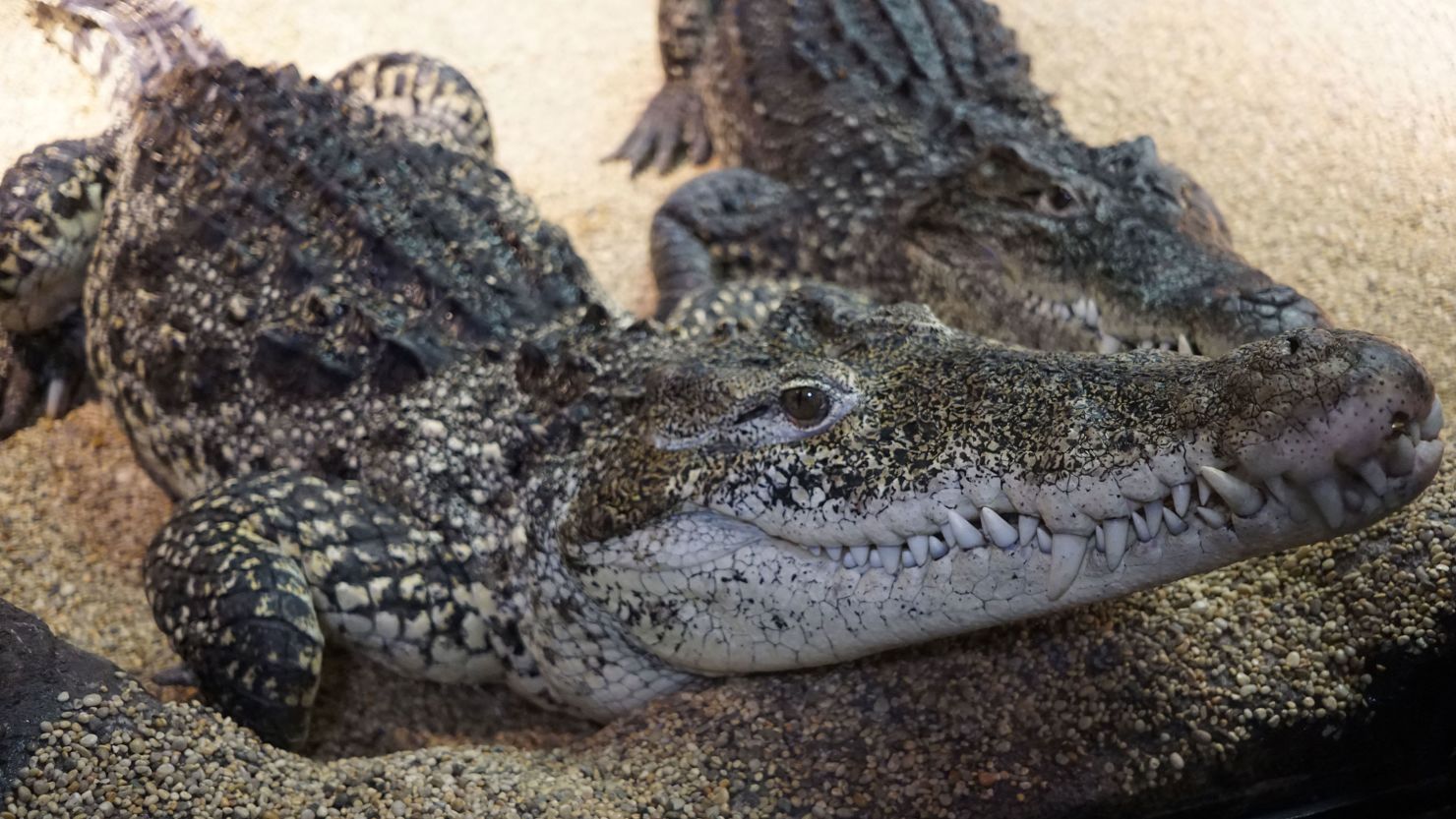 Two adult Cuban crocodiles rest inside their enclosure at the Skansen Aquarium in Stockholm on April 15, 2015. They were given as a gift from Fidel Castro to a Soviet cosmonaut in the 1970s..  