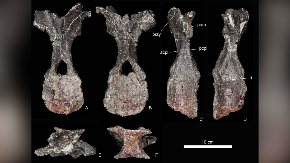 Vertebrae fossils of a previously undiscovered type of stegosaurus were found in Morocco. Researchers say they represent the oldest stegosaurus found.