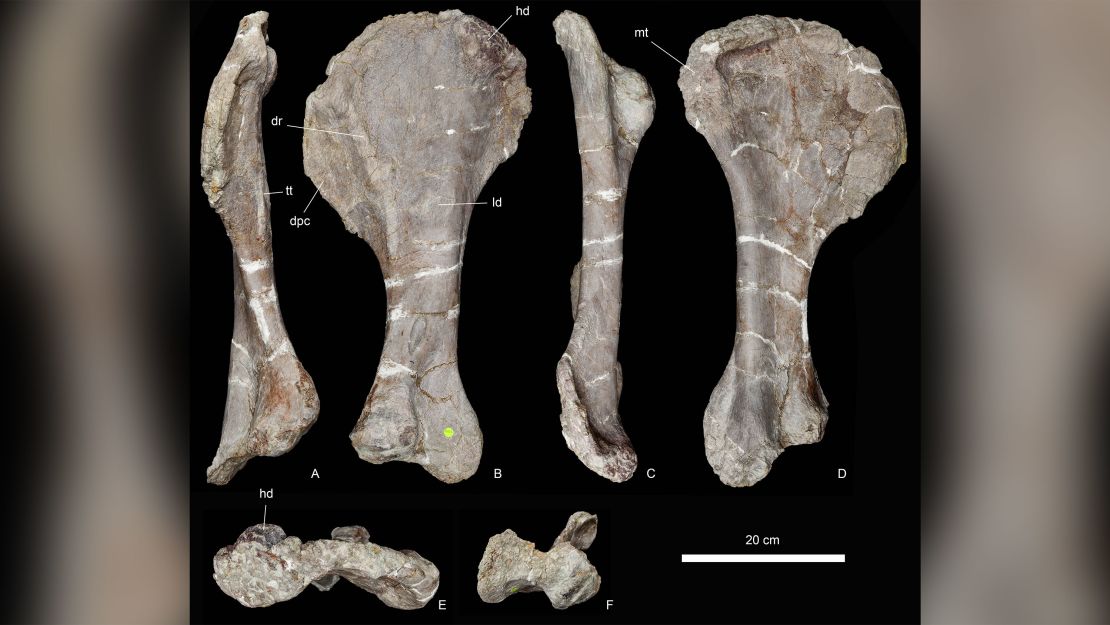 A humerus fossil of the newly discovered dinosaur.