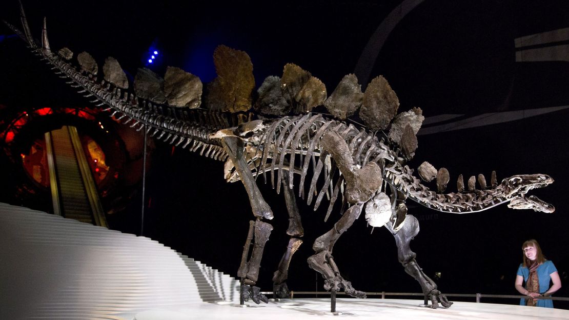 A member of staff poses next to Sophie, the world's most complete Stegosaurus skeleton at the Natural History Museum in London on December 3, 2014.