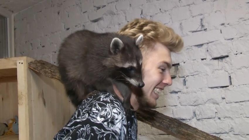 raccoon cafe ukraine