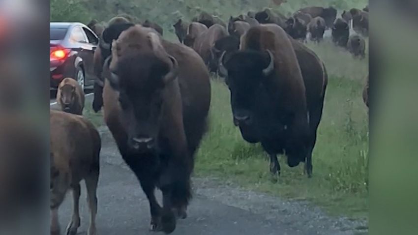 bison stampede 2