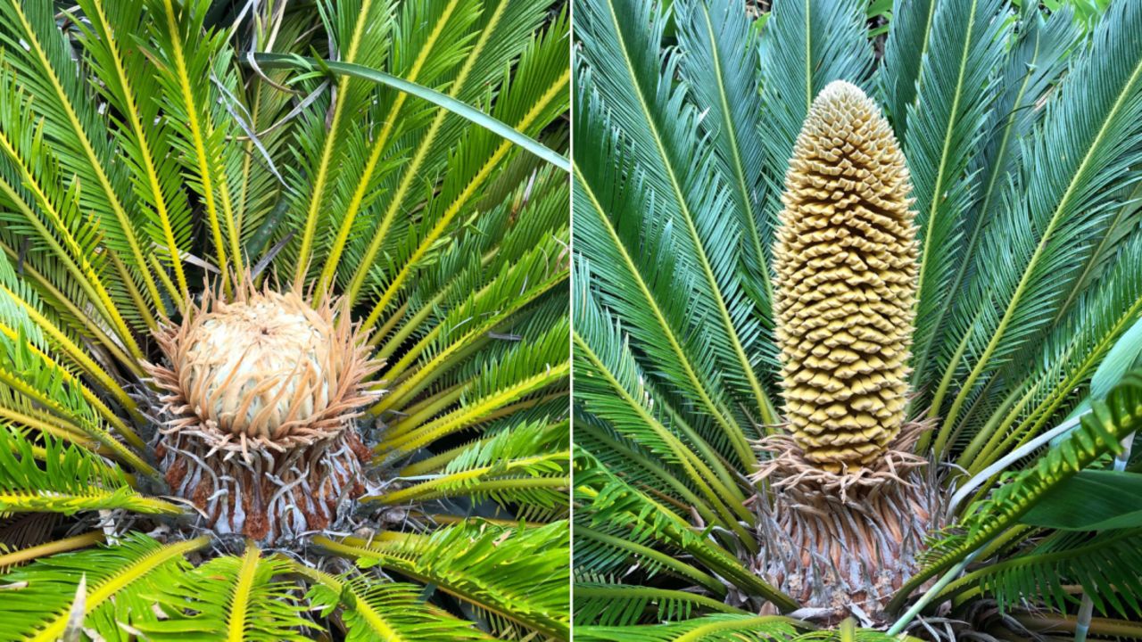 Two cycads have produced cones at the Ventnor Botanic Garden on the Isle of Wight -- the first time that such a thing has happened in millions of years, experts say. (Photo credit: Phil Lemay/Ventnor Botanic Garden)