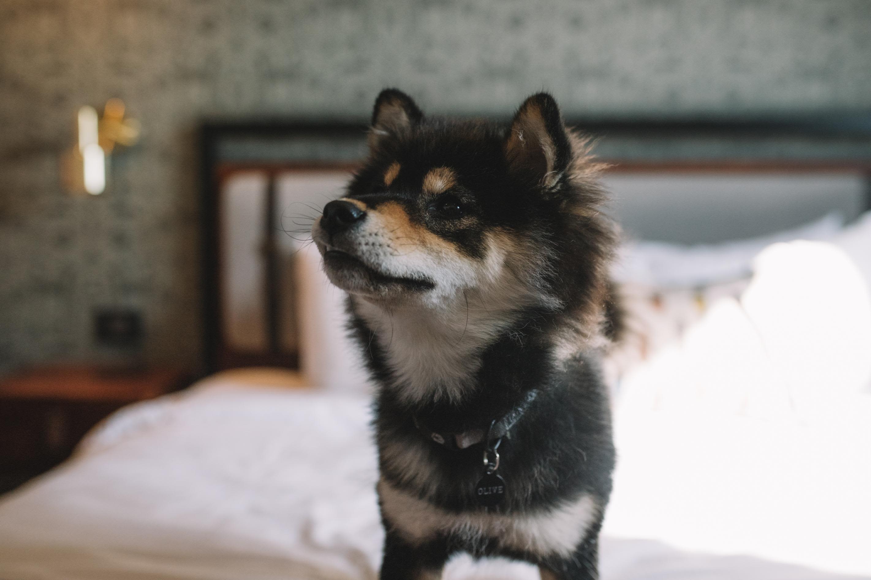 can dogs stay at hotels