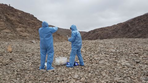 The researchers wore sterile outfits to keep from contaminating the collection sites.
