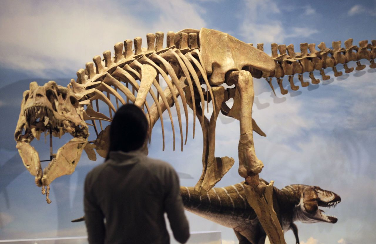 A new species of tyrannosaur unearthed in Utah went on display at the state's Natural History Museum in 2013. 