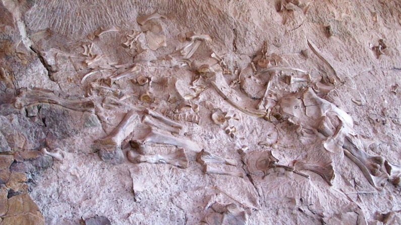 <strong>Dinosaur National Monument:</strong> Dinosaur bones protrude from a sandstone quarry wall at the monument, located on the Utah-Colorado border. The Quarry Exhibit Hall, which encases the Carnegie Quarry, boasts about 1,500 in-situ bones from the late Jurassic period. 