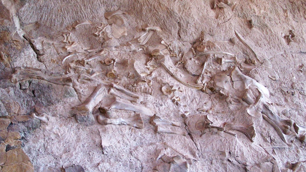 Dinosaur bones protrude from a sandstone quarry wall at Dinosaur National Monument.