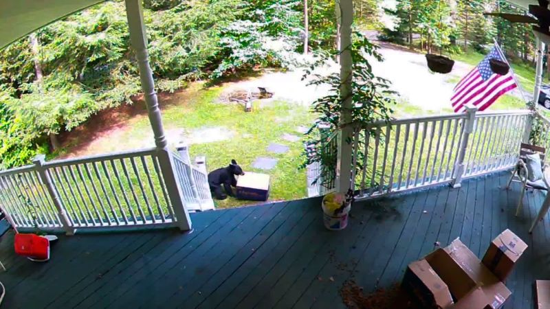 Bear steals 2025 dog food