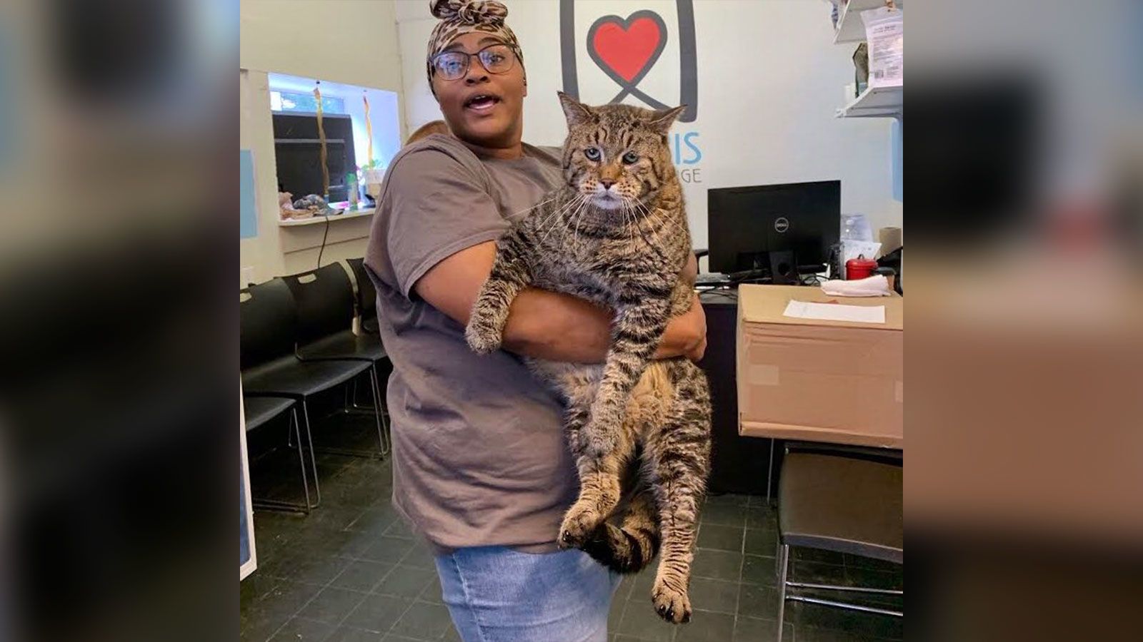 This jumbo, 26-pound cat became a star after an animal shelter said he  needed a home | CNN