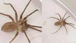 Woman finds brown recluse spider ear 4