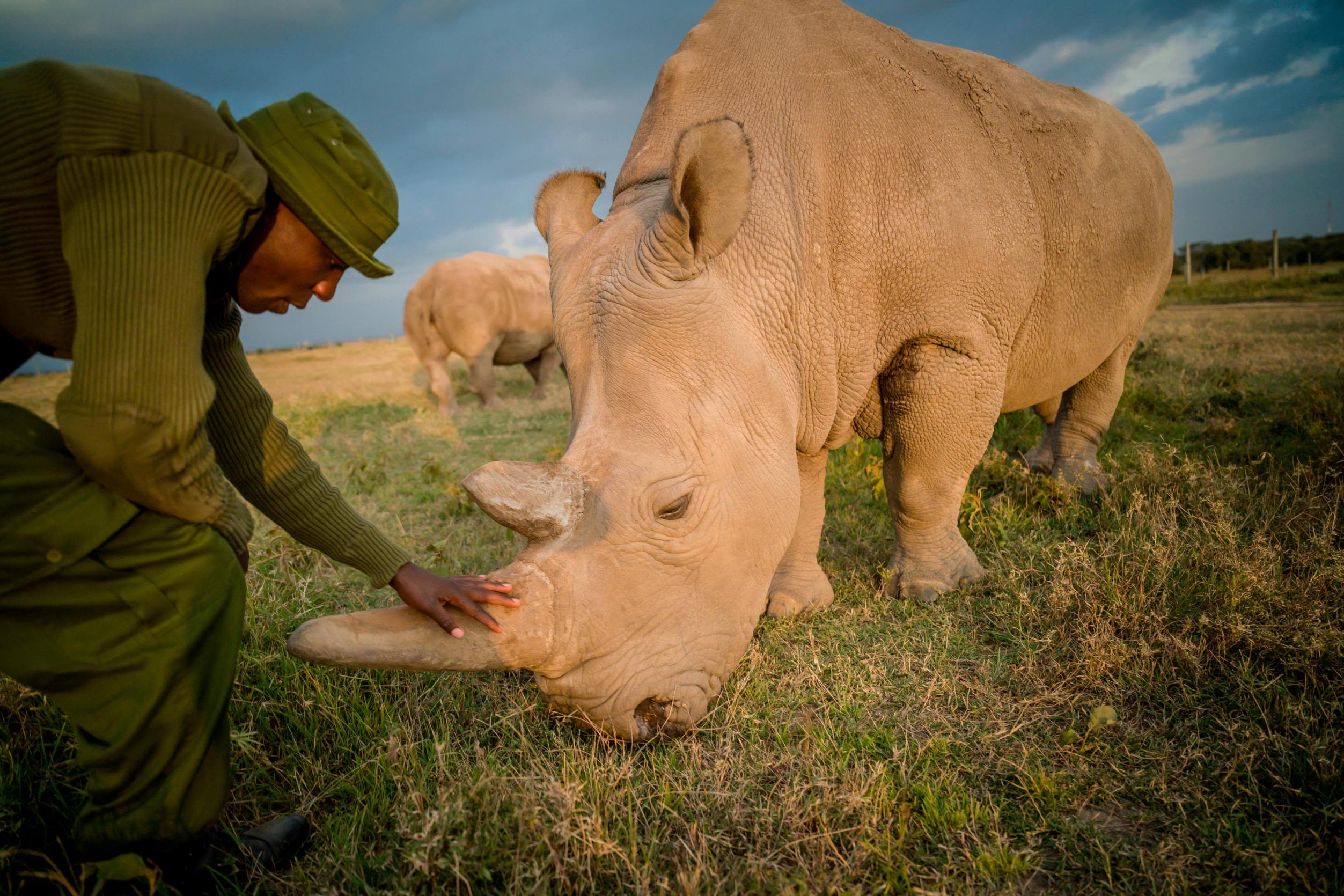 Northern white rhinos: Scientists create two embryos to help save the animal  | CNN