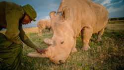 Northern white rhino keeper, James Mwenda, checks on Najin, one of the last two northern white rhino on the planet. Najin lives at Ol Pejeta Conservancy in Kenya.