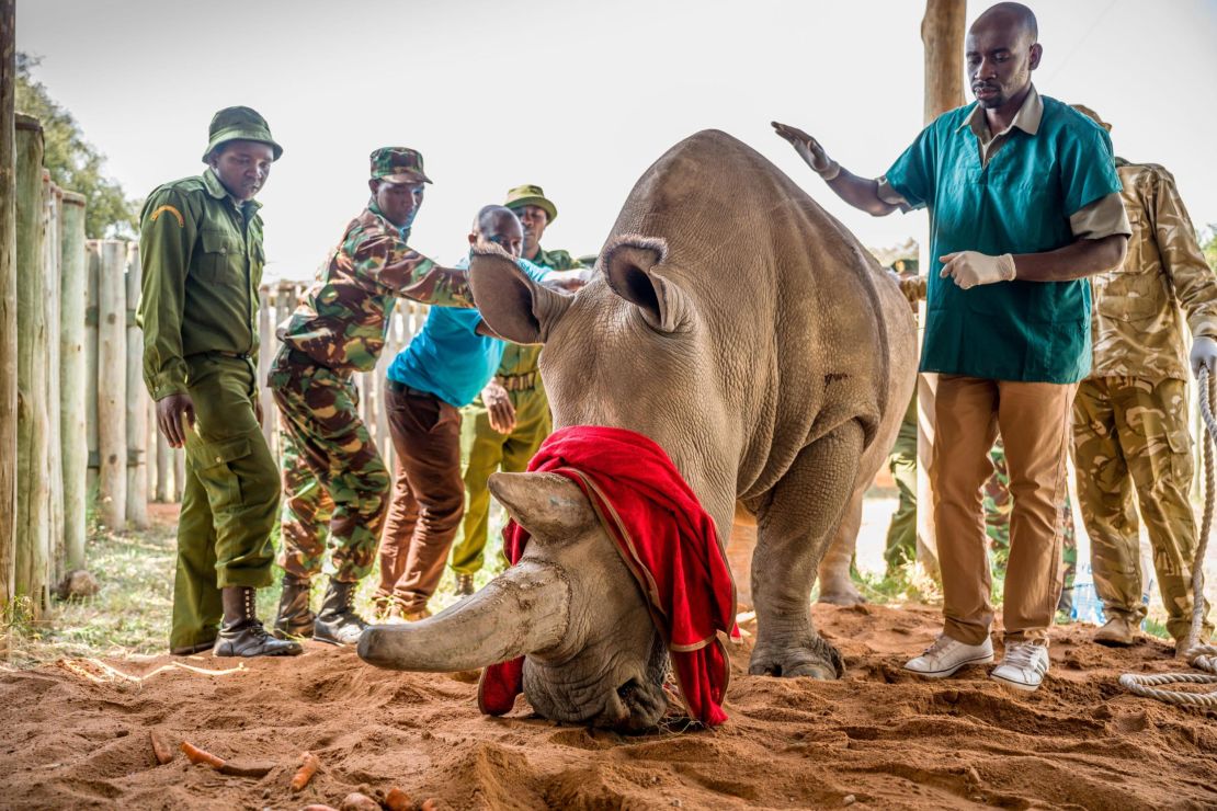 Fatu is surrounded by her keepers and Dr. Stephen Ngulu of Ol Pejeta before the procedure.  
