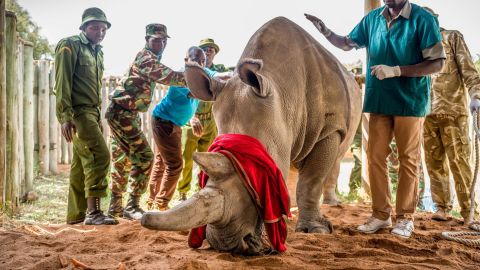 Fatu is surrounded by her keepers and Dr. Stephen Ngulu of Ol Pejeta before the procedure.  