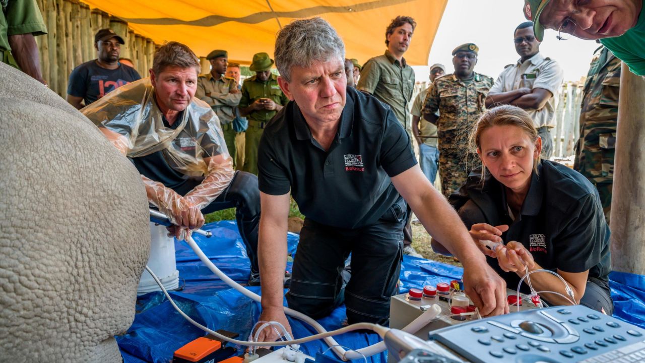 Scientists collect eggs from the ovaries of one of the female rhinos.