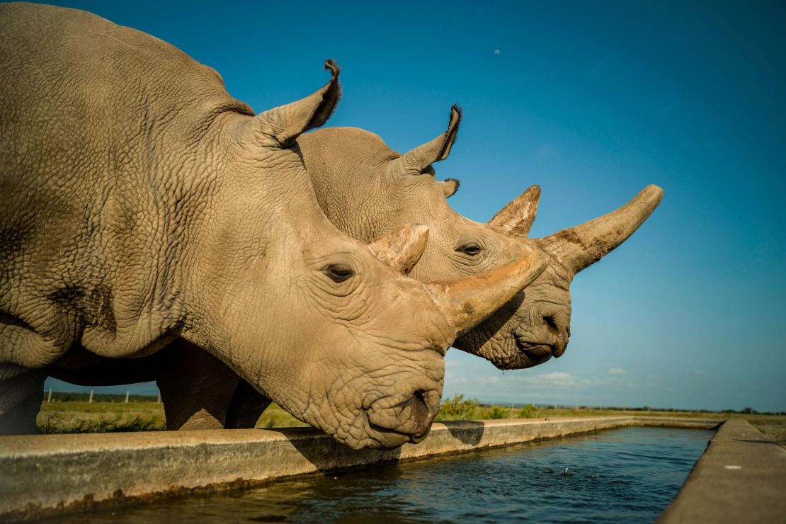 Najin (left) and Fatu are the last two northern white rhinos on the planet.