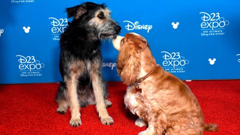 Disney+ will debut a live-action remake of 'Lady and the Tramp'