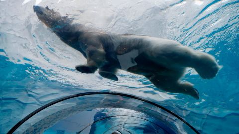 A polar bear swims over an observation tunnel at the Detroit Zoo.