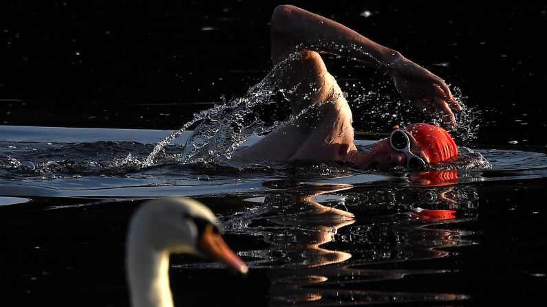 A swimmer passes a swan as he trains during the early morning in the Serpentine lake in London, England, on Friday, August 23.