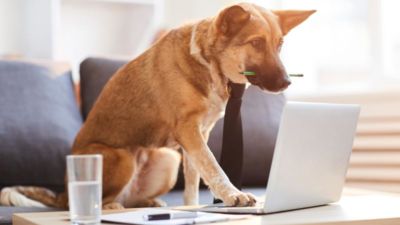 NextImg:Tech for dogs to make your life easier | CNN Underscored