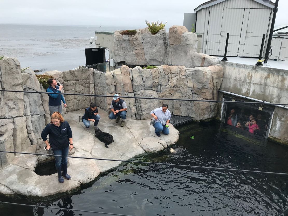 Resident sea otters at the Monterey Bay Aquarium cannot live in the wild. 