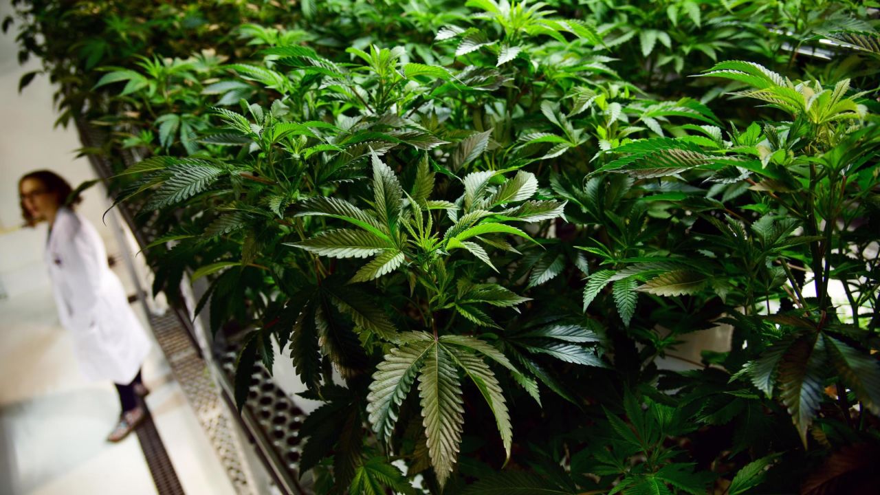 Cannabis growing room of MedPharm Research warehouse. December 7, 2018. MedPharm Holdings, a cannabis research and cultivation company, is one of 33 entities that submitted a DEA application to grow research-grade cannabis.