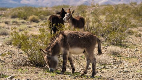 Officials don't know who's behind the 42 burros found dead in the Mojave Desert with bullet wounds. They're offering $18,000 to whover helps them ID suspects. 