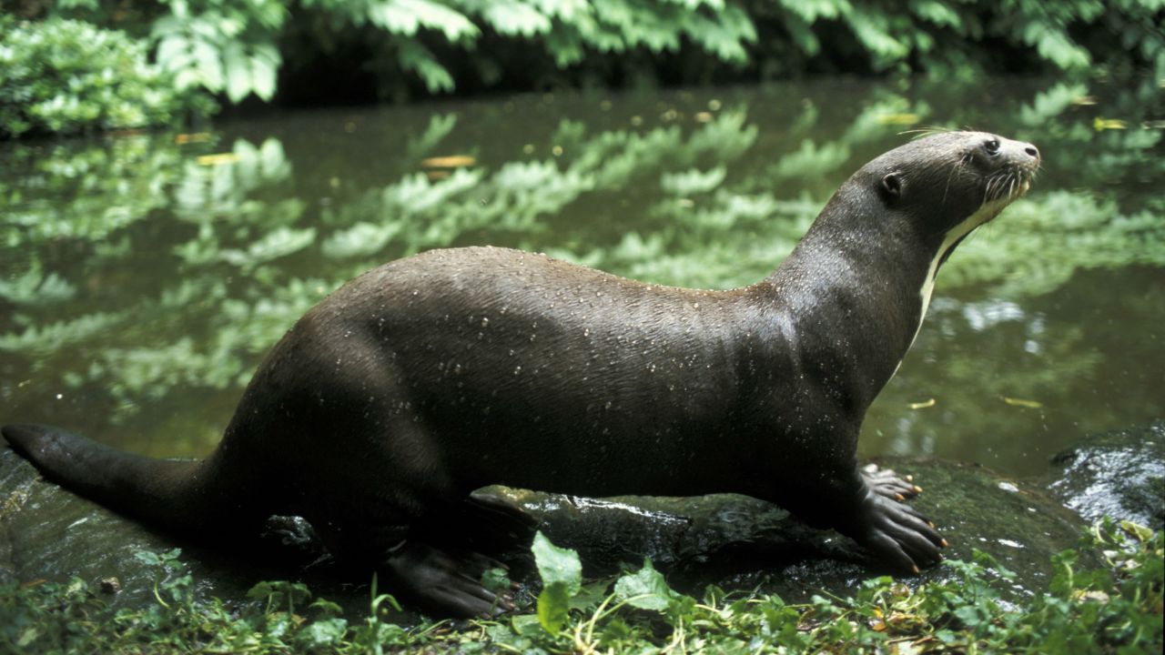 The world's largest otter -- which inhabits the the Amazon -- is also one of the world's most endangered.