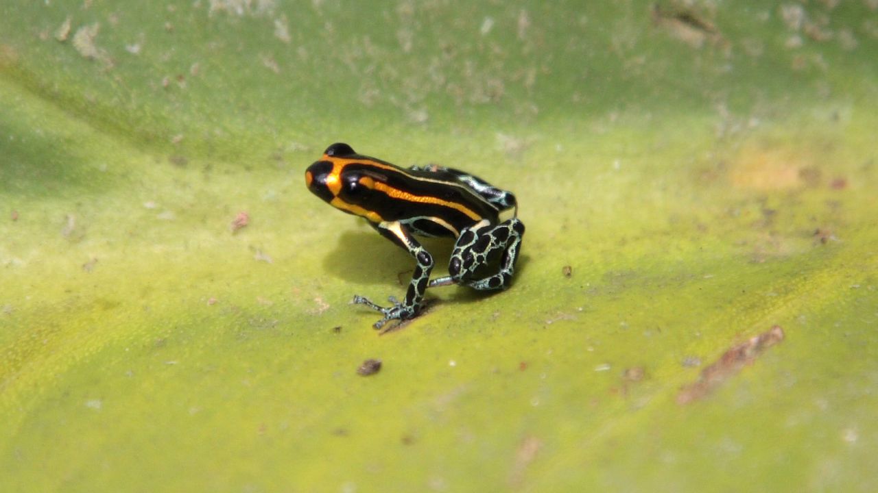 A poison dart frog sits on a green leaf in the Brazilian rainforest.