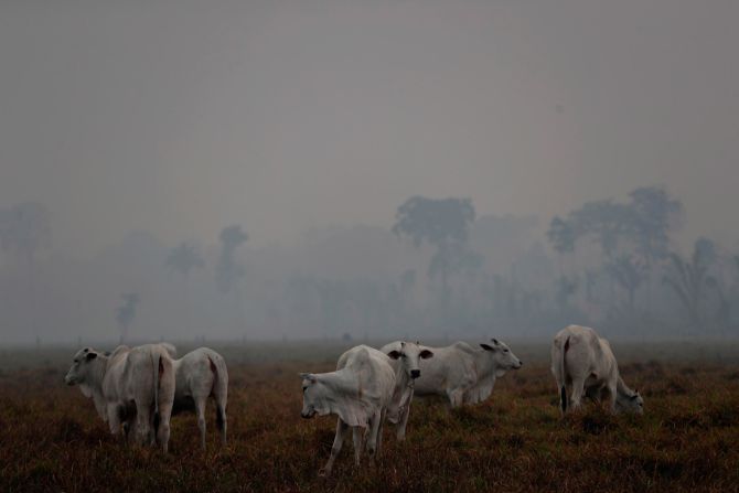 Cattle graze on a farm near Porto Velho on Monday, August 26.