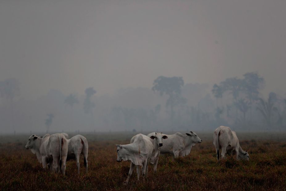 Cattle graze on a farm near Porto Velho on Monday, August 26.