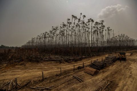 This eucalyptus plantation was affected by the fires in Humaitá, Brazil.