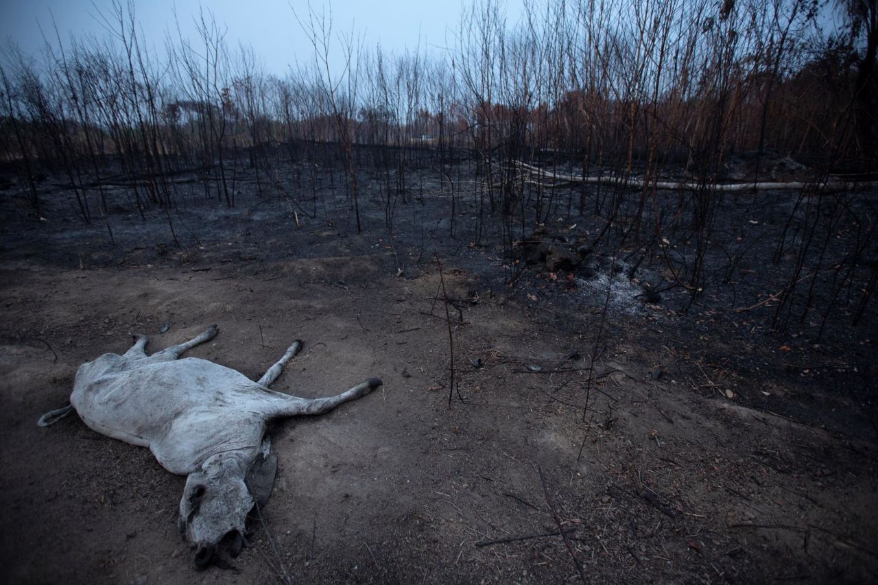 A dead cow lies among burnt vegetation near Porto Velho.