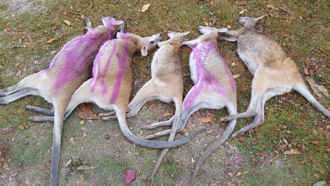 45 dead agile wallabies have been found in north Queensland, Australia. The pink marks are spray paint indicating which wallabies have been checked for baby joeys.